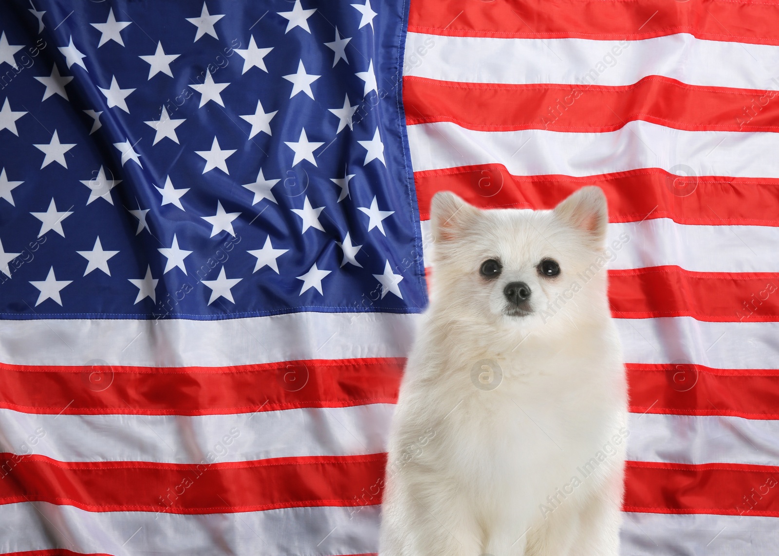 Image of Cute dog against national flag of United States of America