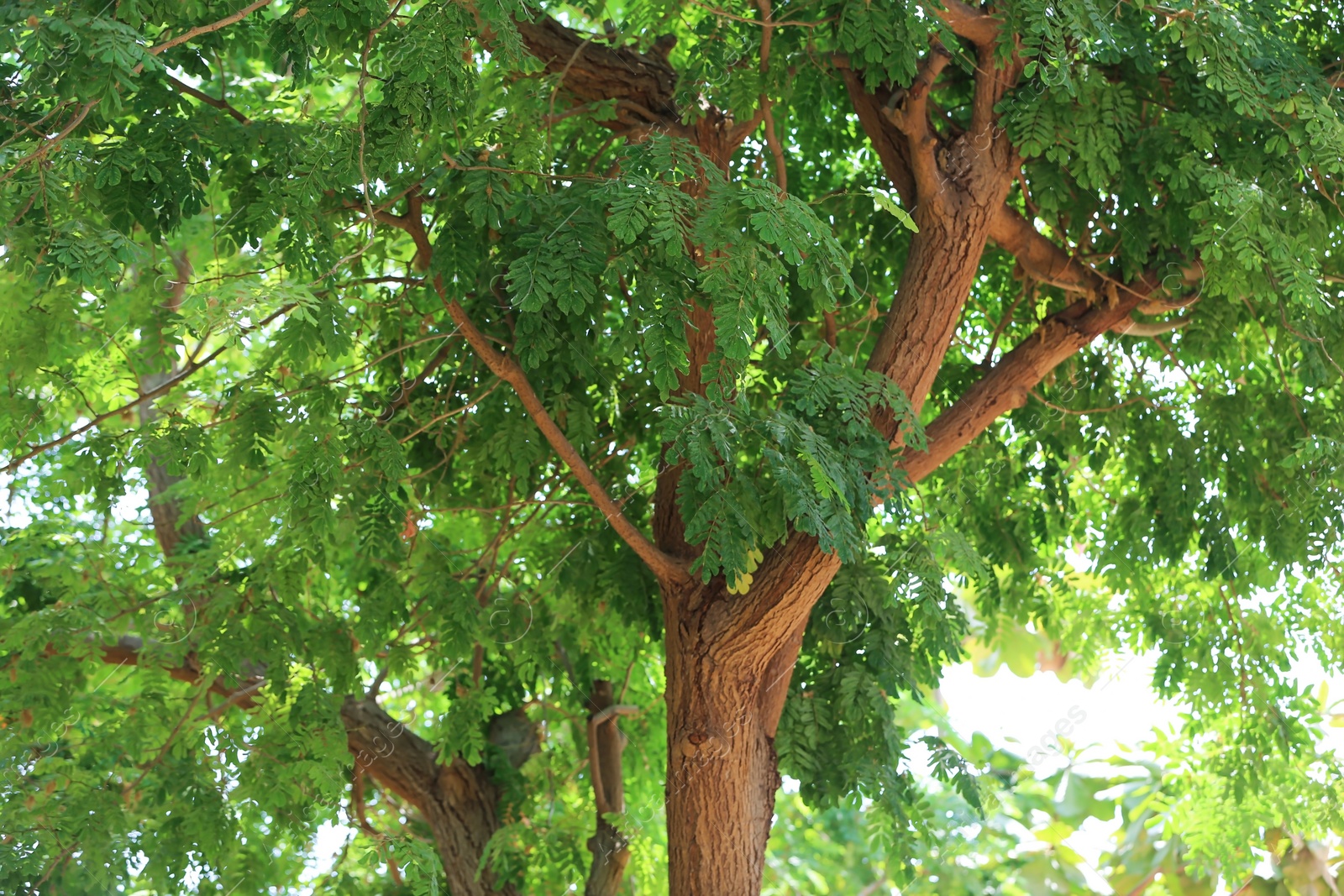 Photo of Green plant at tropical resort on sunny day