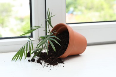 Photo of Overturned terracotta flower pot with soil and plant on white windowsill indoors
