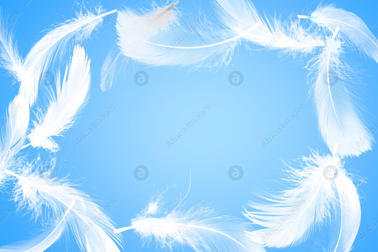 Image of Fluffy bird feathers in air on light blue background, space for text