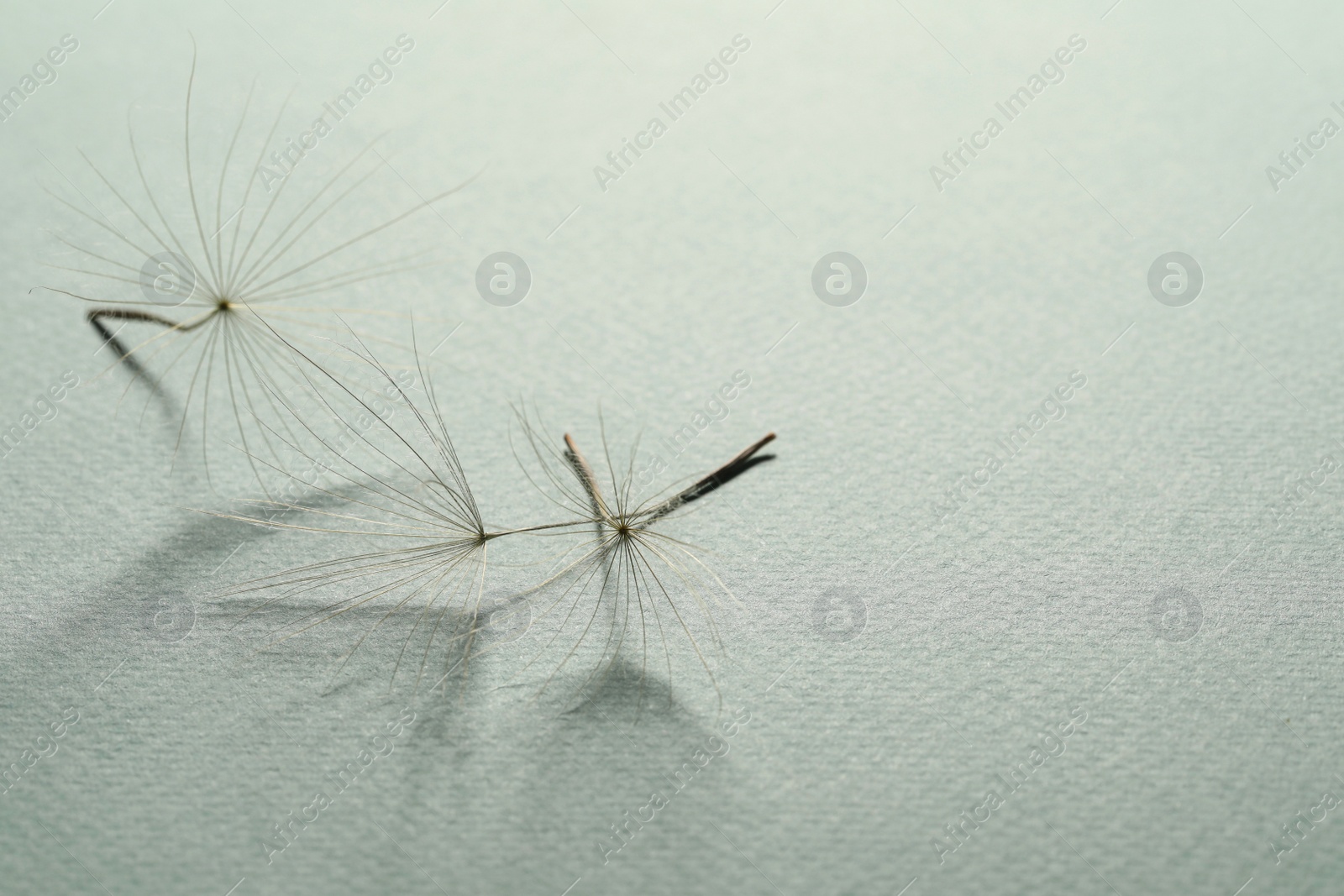 Photo of Seeds of dandelion flower on light background, space for text