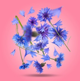 Bright blue cornflowers in air on pink background