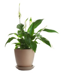 Photo of Peace lily in pot isolated on white