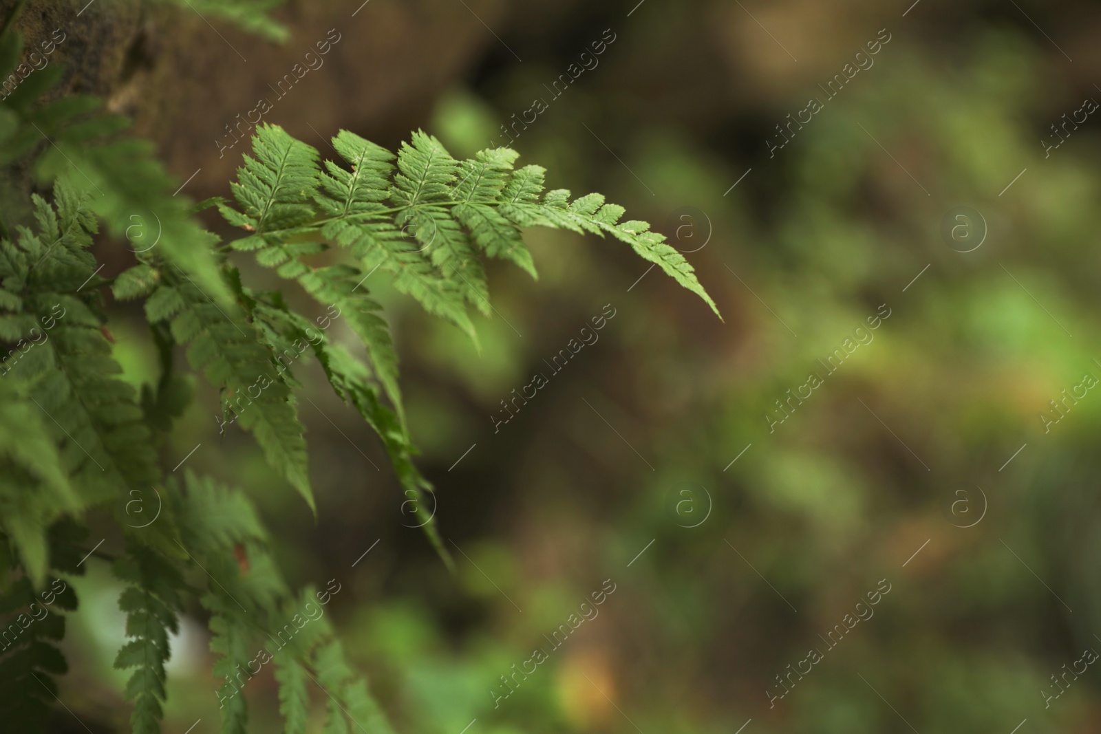 Photo of Tropical green fern leaves in wilderness, closeup. Space for text