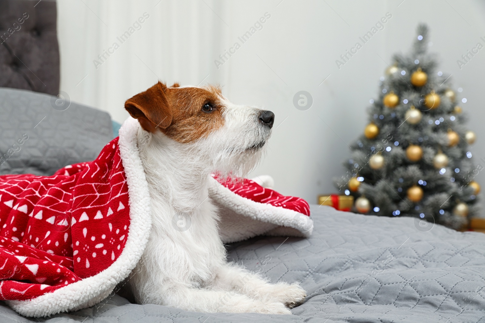 Photo of Cute Jack Russell Terrier dog under blanket on bed in room decorated for Christmas, space for text. Cozy winter