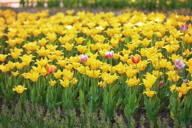 Photo of Blossoming tulips outdoors on sunny spring day