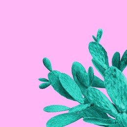 Beautiful turquoise cactus plant on pink background, space for text