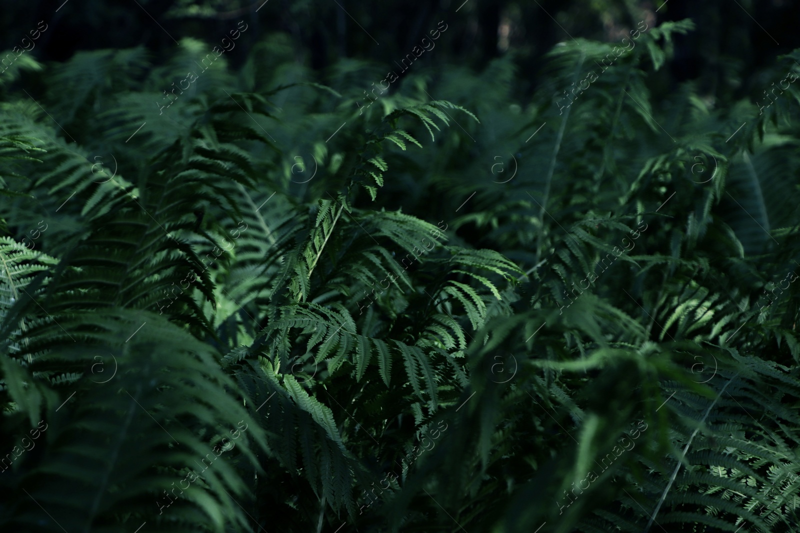 Photo of Beautiful fern with lush green leaves growing outdoors