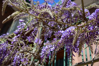 Photo of Beautiful blossoming wisteria vine outdoors on sunny day, closeup