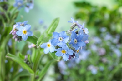 Photo of Amazing spring forget-me-not flowers as background, closeup view