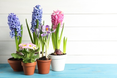 Photo of Different beautiful potted flowers on light blue wooden table. Space for text