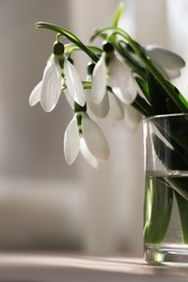 Beautiful snowdrops in glass on table indoors. First spring flowers