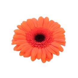 Photo of Beautiful orange gerbera flower isolated on white