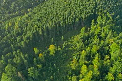 Photo of Aerial view of green trees on mountain slope. Drone photography