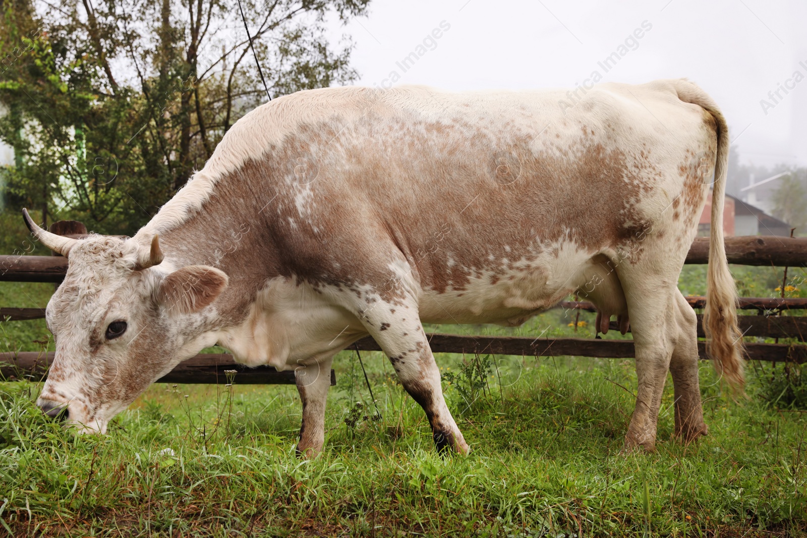 Photo of Cow grazing on green meadow in summer