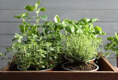 Crate with different potted herbs near grey wall, closeup