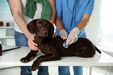 Professional veterinarian examining dog in clinic, closeup