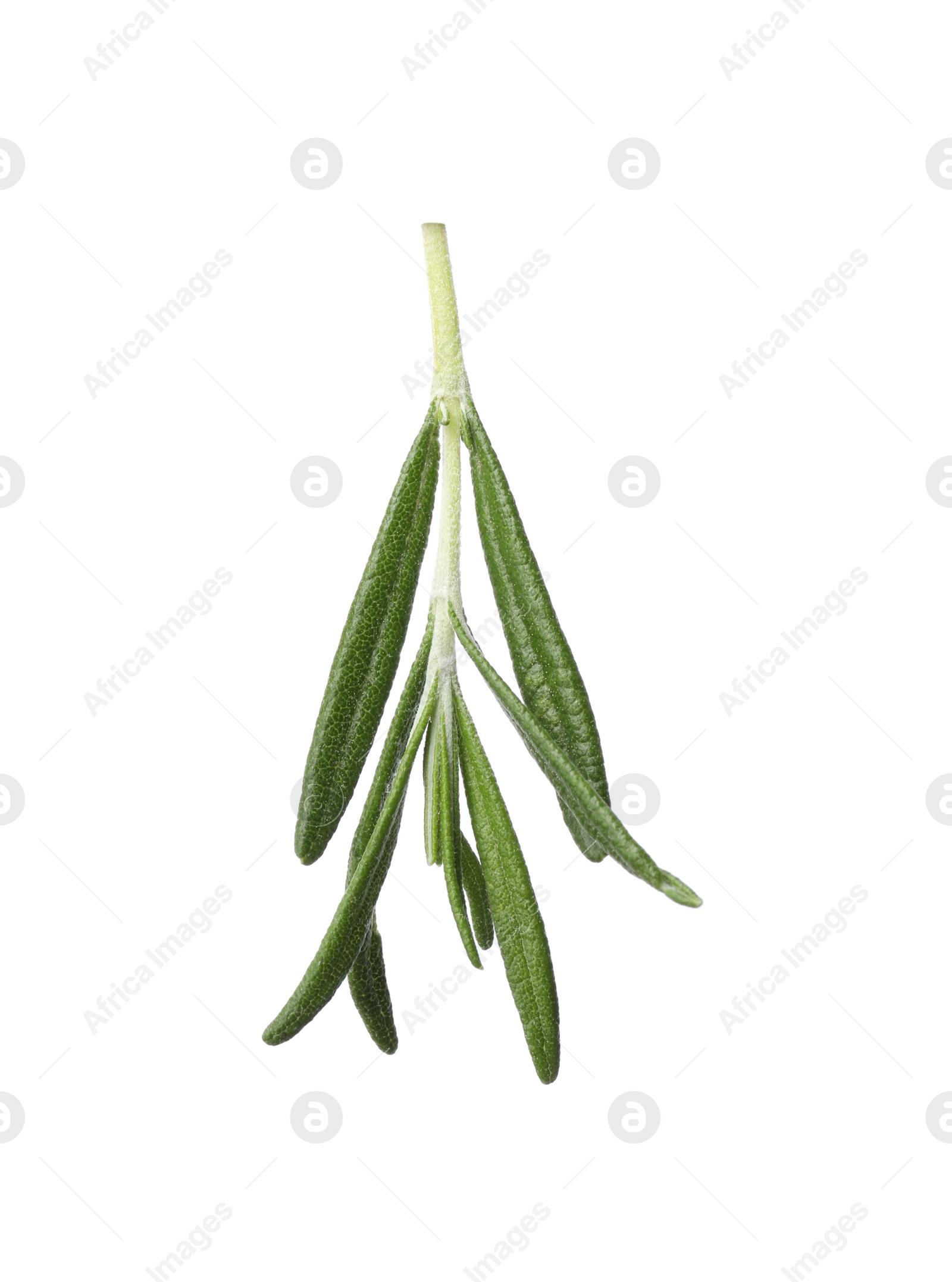 Photo of Aromatic fresh green rosemary isolated on white