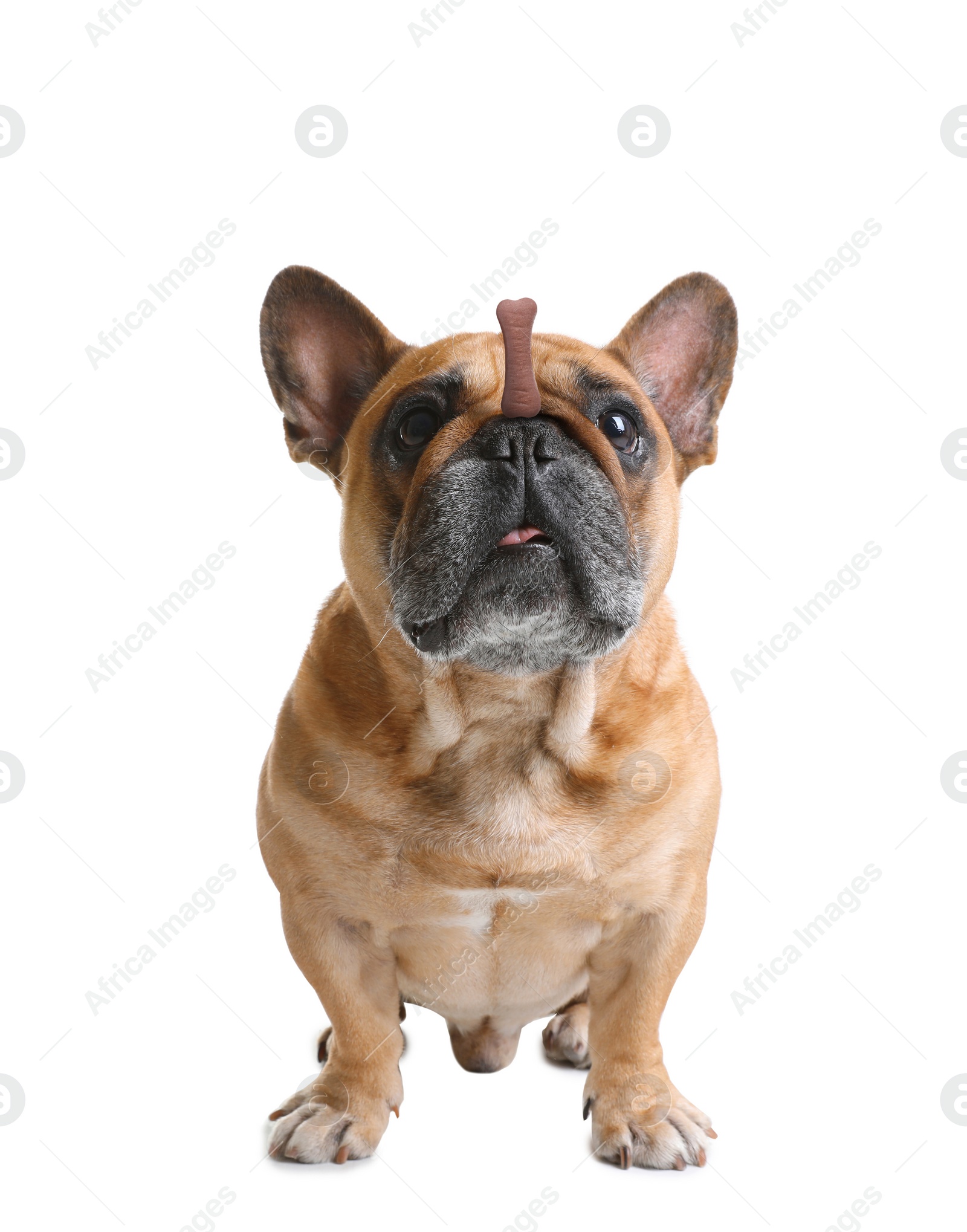 Image of Adorable dog with bone shaped cookie on nose against white background