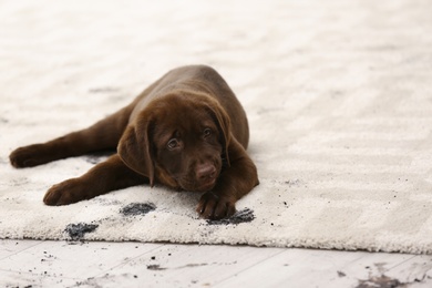 Photo of Cute dog leaving muddy paw prints on carpet