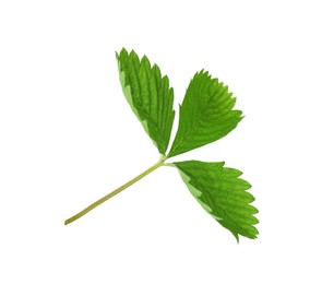 Green wild strawberry leaf isolated on white