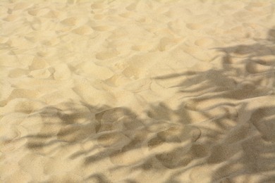 Photo of Shadows of tropical branches on beach sand. Space for text