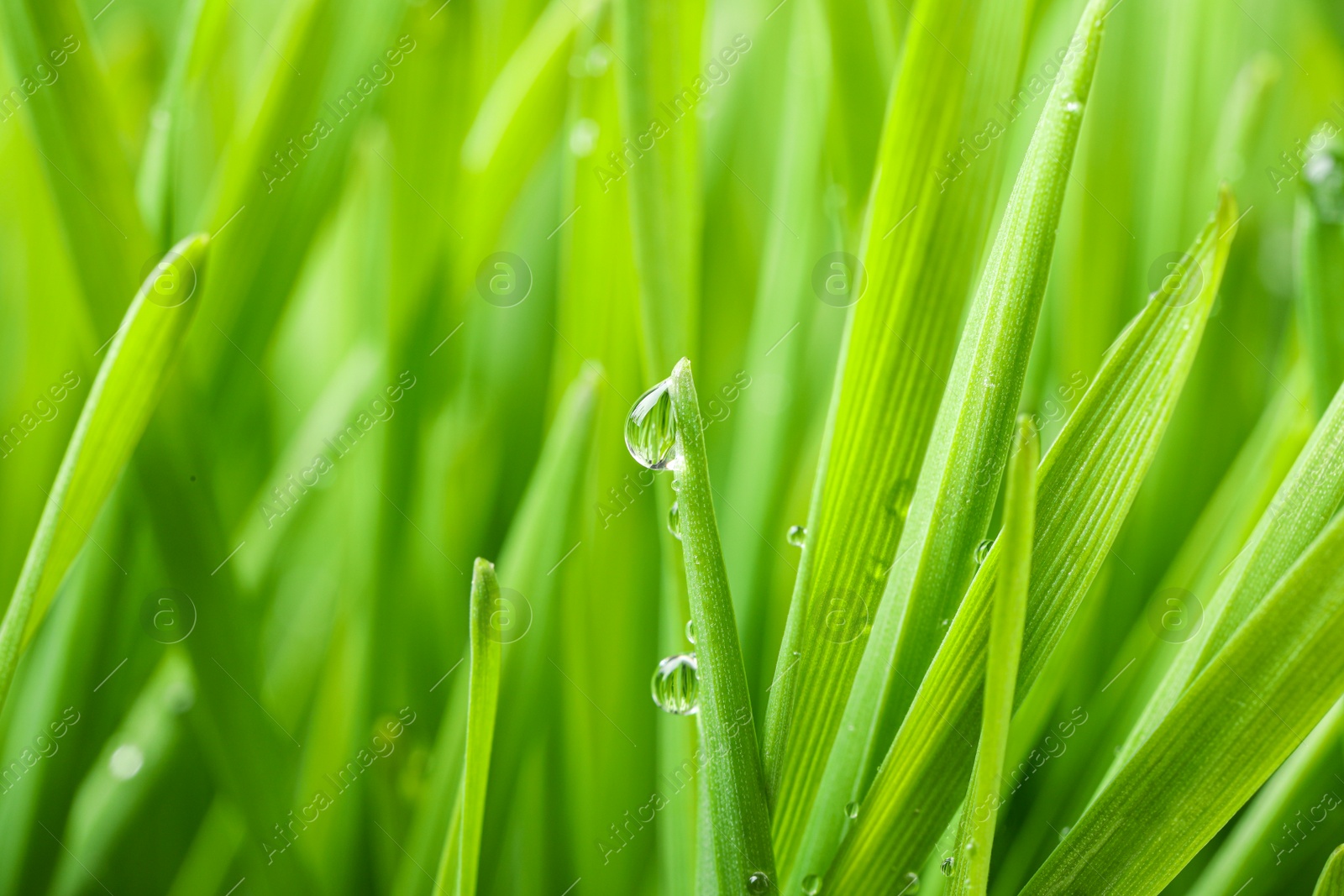 Photo of Green grass with water drops on blurred background, closeup