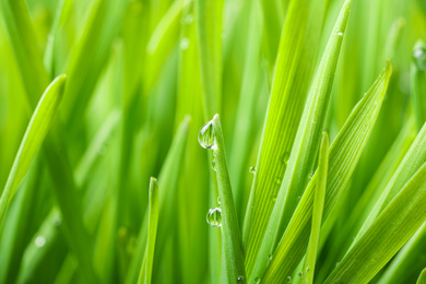 Photo of Green grass with water drops on blurred background, closeup