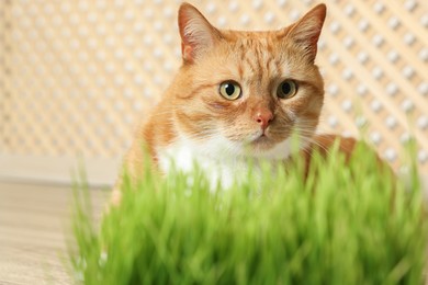 Photo of Cute ginger cat near potted green grass indoors