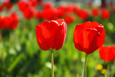 Blossoming tulips outdoors on sunny spring day