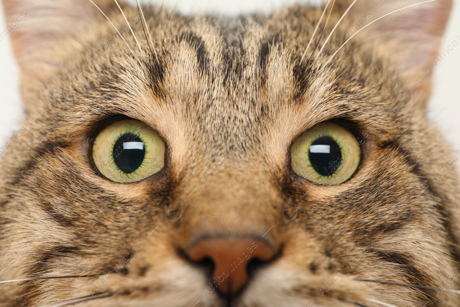 Photo of Closeup view of tabby cat with beautiful light green eyes