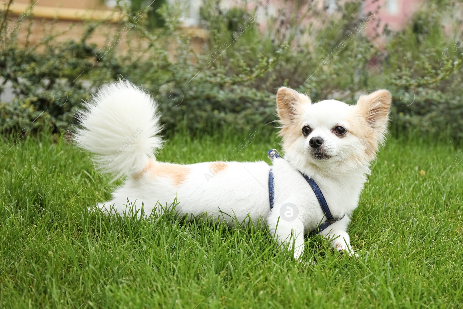 Photo of Cute Chihuahua on green grass in park. Dog walking