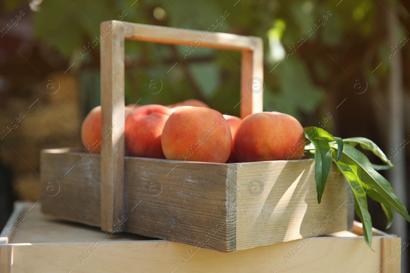 Photo of Wooden basket with ripe peaches on table outdoors