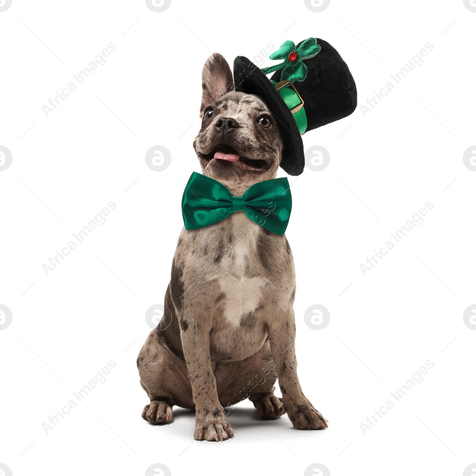 Image of St. Patrick's day celebration. Cute French bulldog with green bow tie and leprechaun hat isolated on white