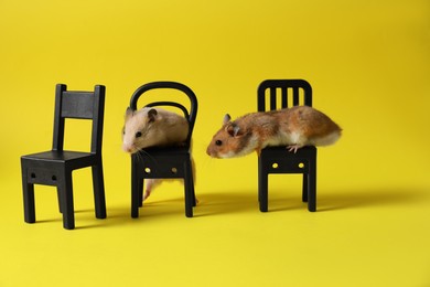 Photo of Adorable hamsters on black toy chairs against yellow background