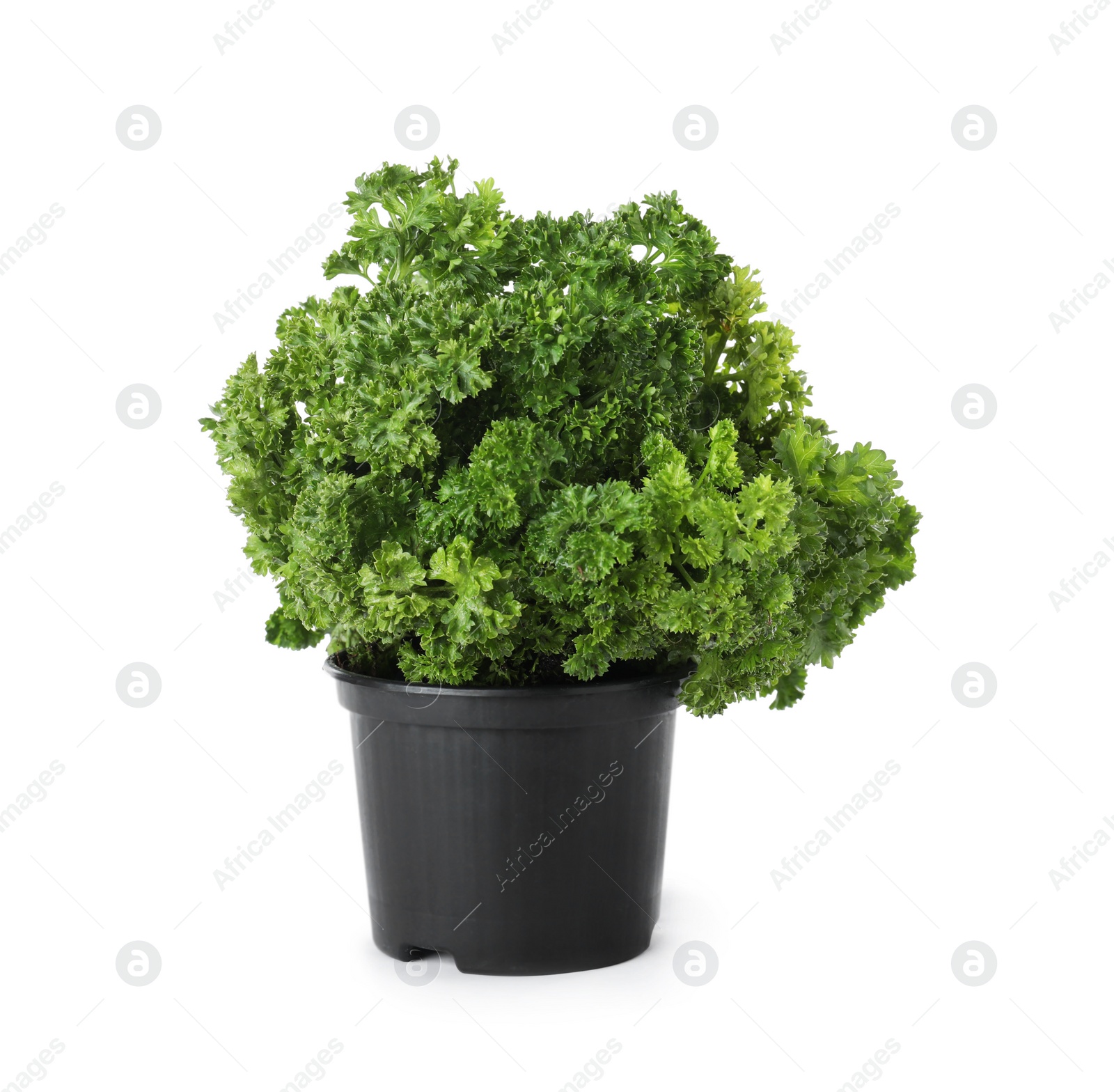 Photo of Seedling of aromatic fresh curly parsley in pot on white background