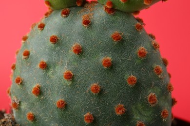 Beautiful green Opuntia cactus on red background, closeup