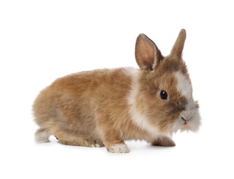 Cute fluffy pet rabbit isolated on white