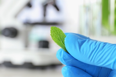 Photo of Lab assistant holding green leaf on blurred background, closeup with space for text. Plant chemistry