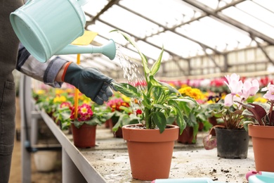 Woman watering plant in greenhouse. Home gardening
