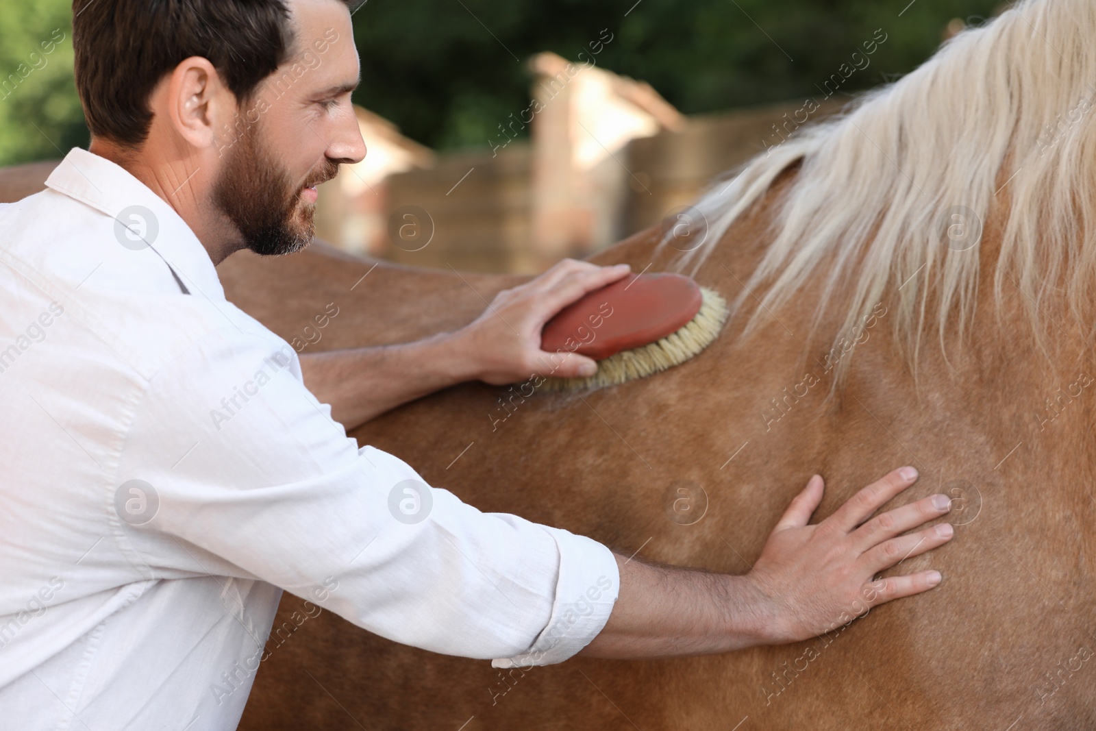 Photo of Man brushing adorable horse outdoors. Pet care