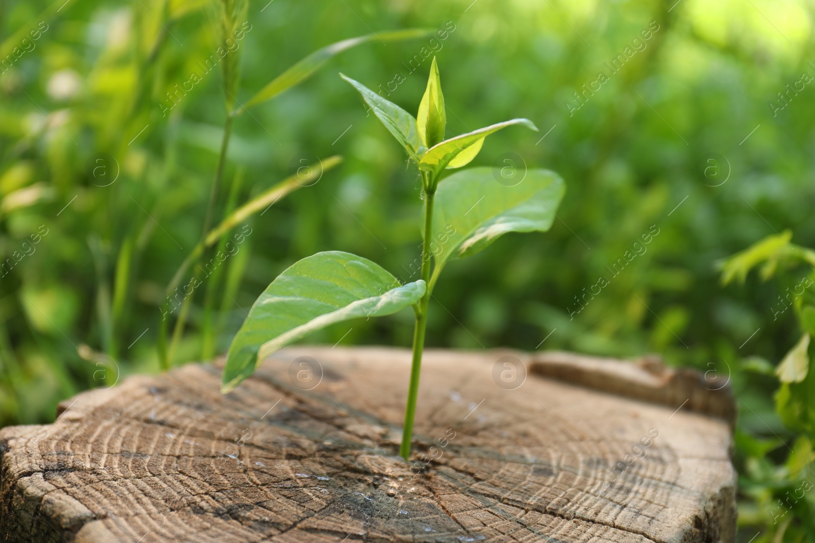 Photo of Young green seedling growing out of tree stump outdoors, closeup. New life concept