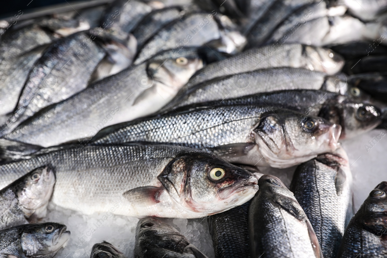 Photo of Fresh raw fish on ice in supermarket, closeup