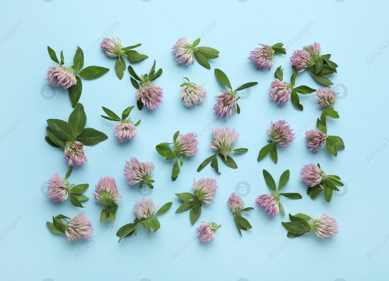 Photo of Beautiful clover flowers with green leaves on light blue background, flat lay