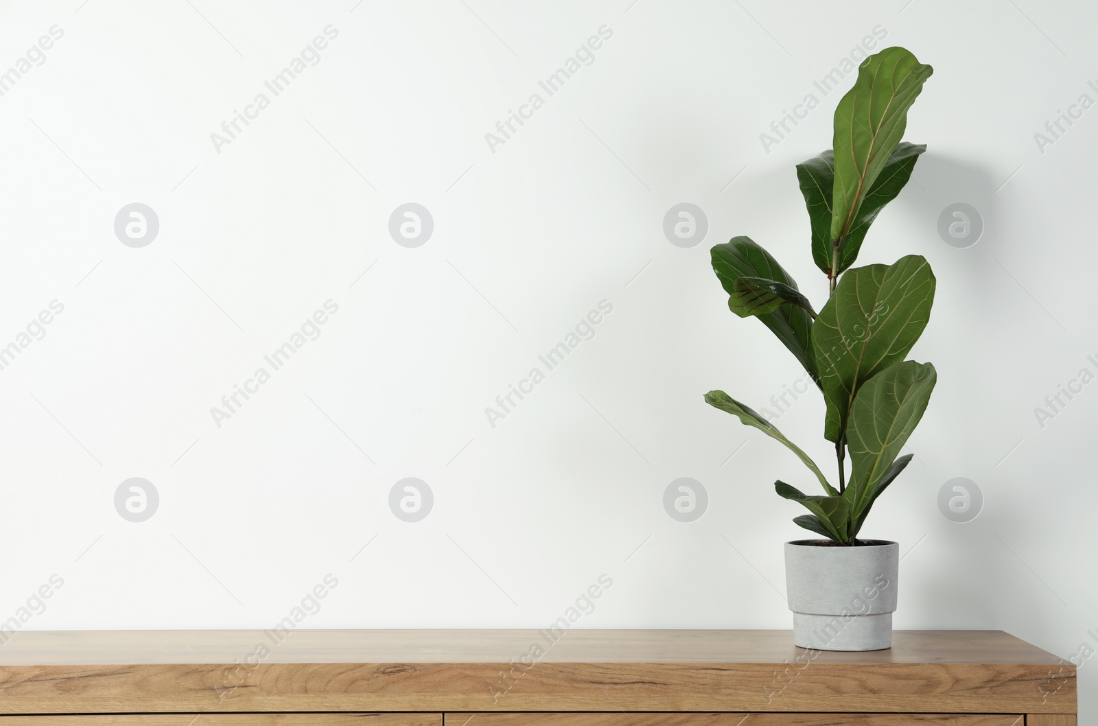 Photo of Potted ficus on wooden table near white wall, space for text. Beautiful houseplant