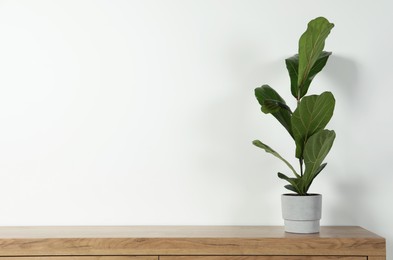 Photo of Potted ficus on wooden table near white wall, space for text. Beautiful houseplant