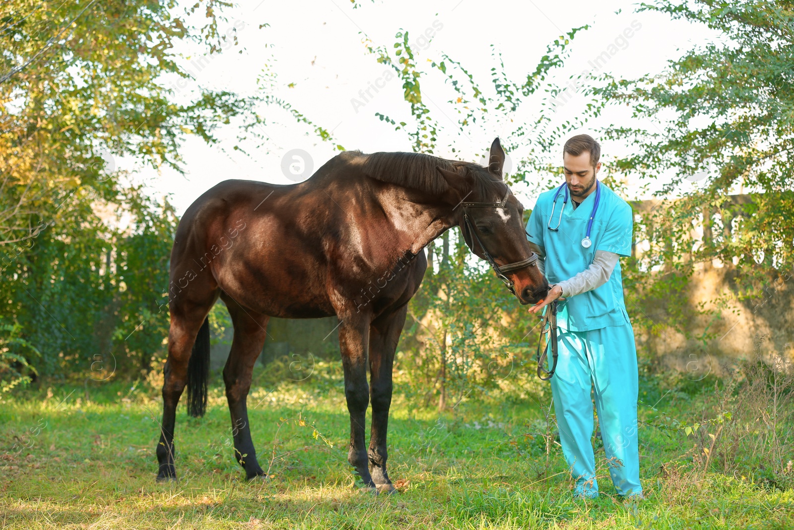 Photo of Veterinarian in uniform with beautiful brown horse outdoors