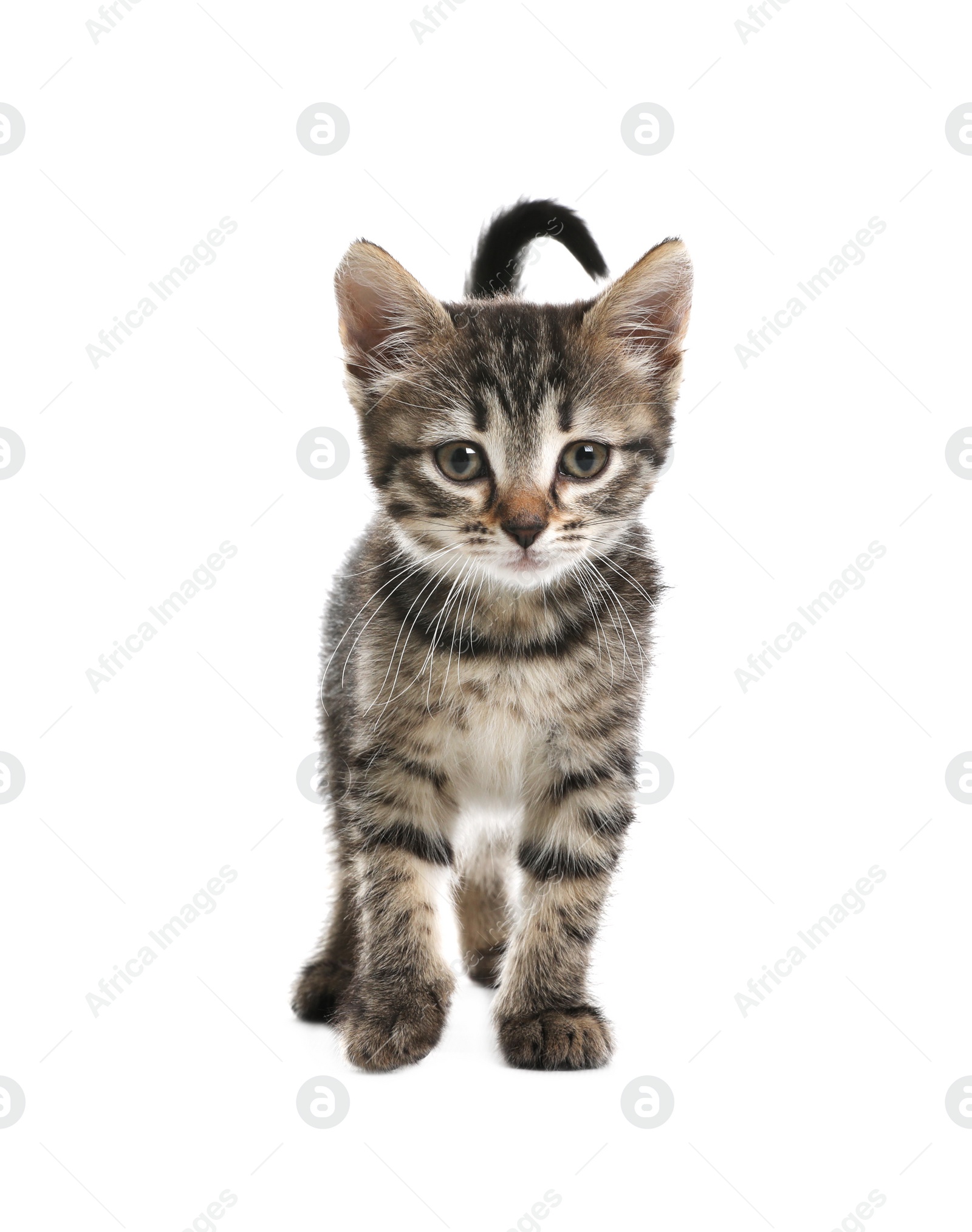 Photo of Cute little tabby kitten on white background