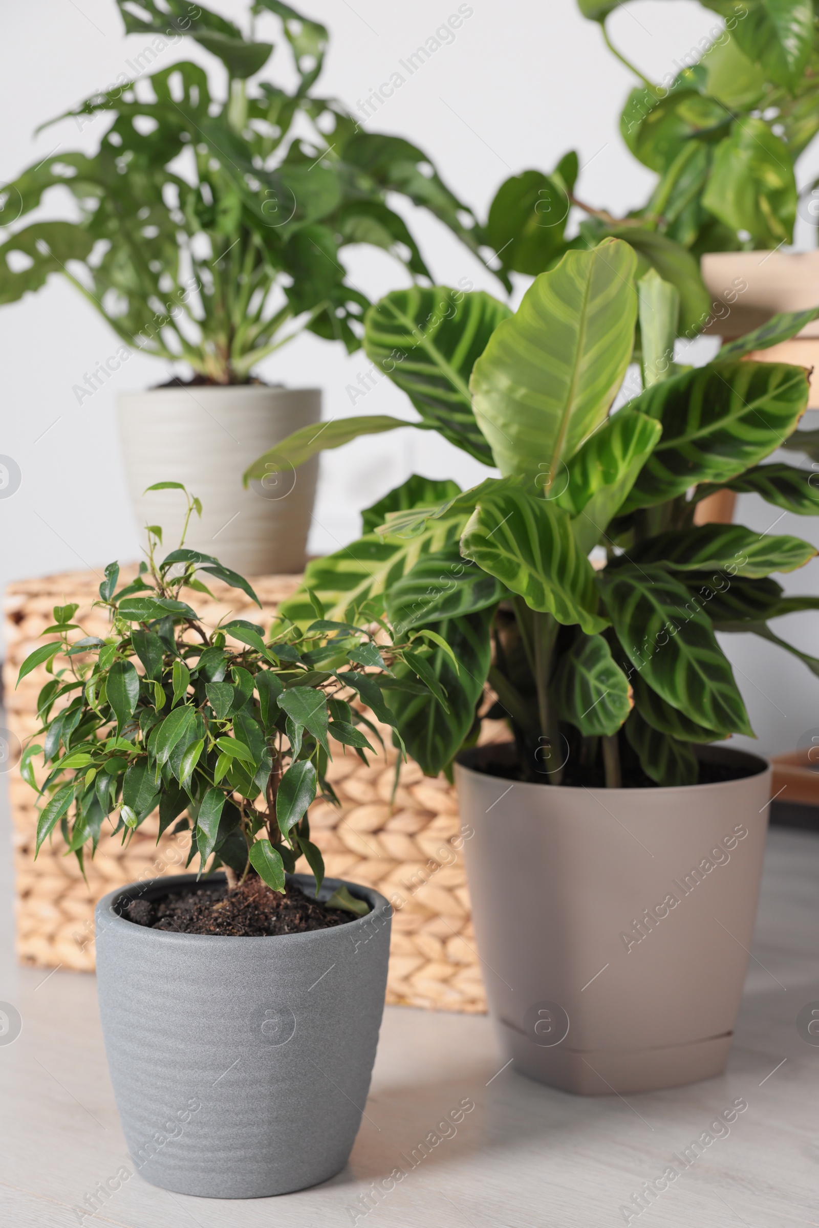 Photo of Beautiful different houseplants on floor in room