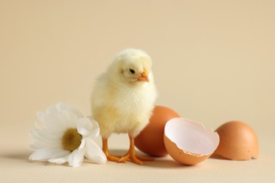 Photo of Cute chick with white chrysanthemum flower, egg and pieces of shell on beige background, closeup. Baby animal